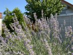 GARTEN - ***GROSSZÜGIG – 1-3 FAMILIENHAUS – FREISTEHEND – HALLENBAD***
